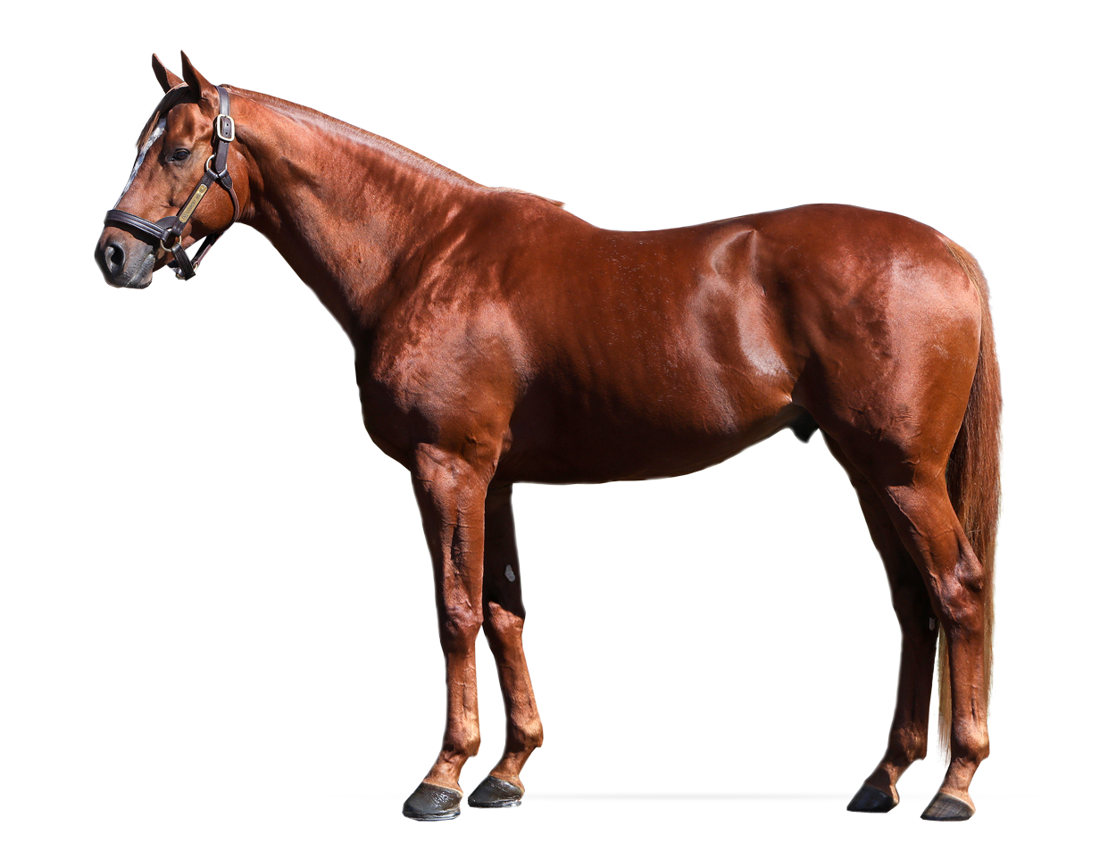 First mare confirmed in foal to Kentucky Derby winner Country House â Darby Dan Farm